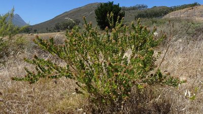 Psoralea bracteolata, photographed by Paul Emms