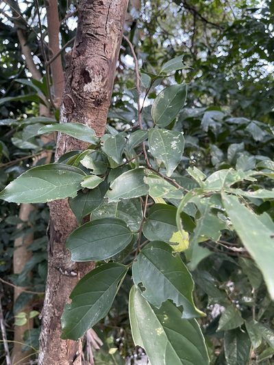 Celtis timorensis, photographed by Yj