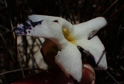 Harveya capensis, photographed by Nicola van Berkel