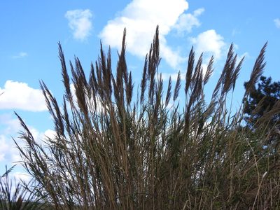 Arundo micrantha, photographed by Duarte Frade