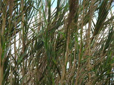 Arundo micrantha, photographed by Duarte Frade