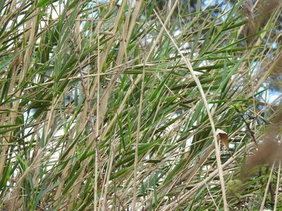 Arundo micrantha, photographed by Duarte Frade
