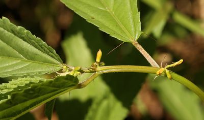 Corchorus tridens, photographed by Wynand Uys