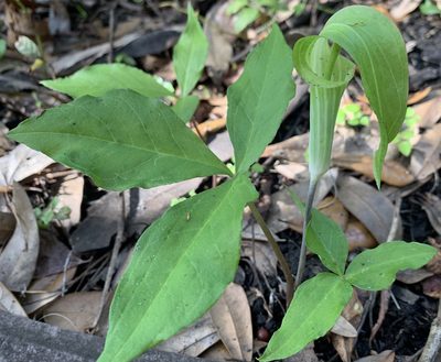 Arisaema acuminatum