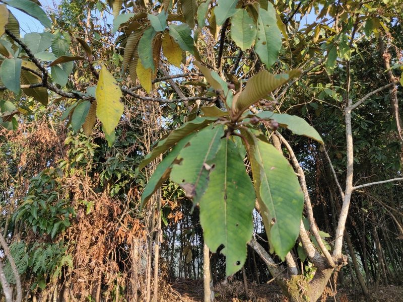 Saurauia napaulensis, photographed by T R Shankar Raman