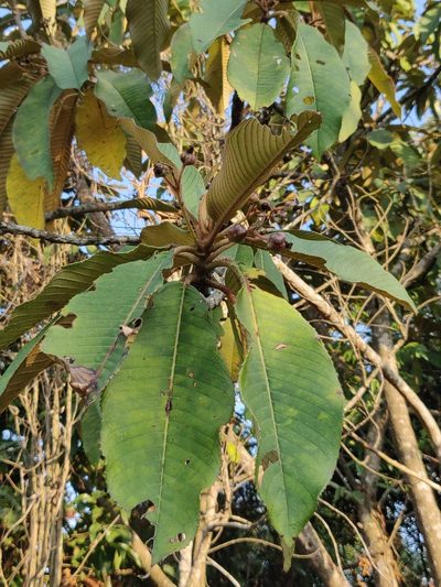 Saurauia napaulensis, photographed by T R Shankar Raman