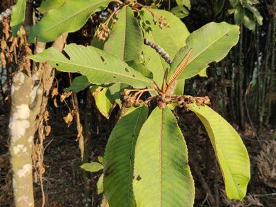 Saurauia napaulensis, photographed by T R Shankar Raman