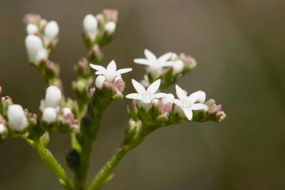 Mitreola petiolata, photographed by Jason K.