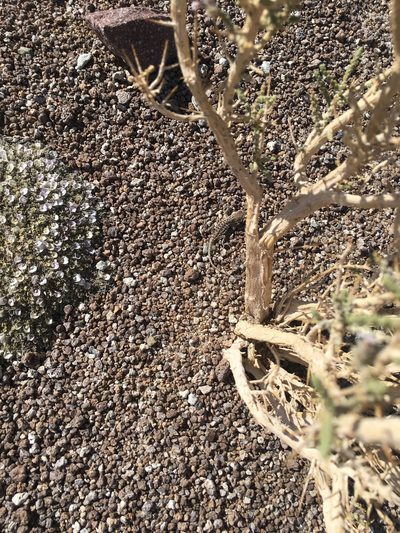 Astragalus diminutivus, photographed by Elizabeth Axley