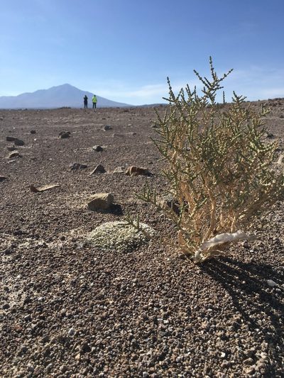 Astragalus diminutivus, photographed by Elizabeth Axley