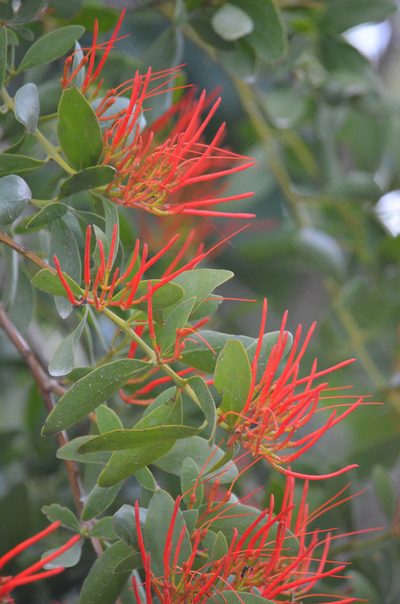 Psittacanthus schiedeanus, photographed by B. Phalan