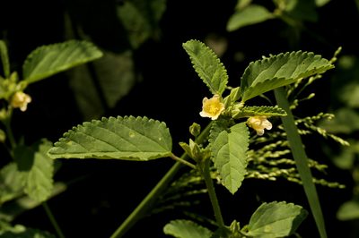 Sida alba, photographed by Wynand Uys