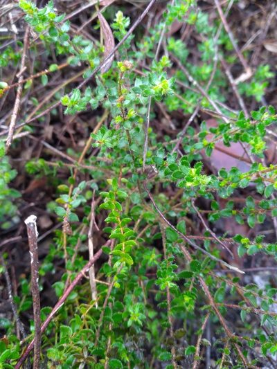 Lechea divaricata, photographed by Scott Ward