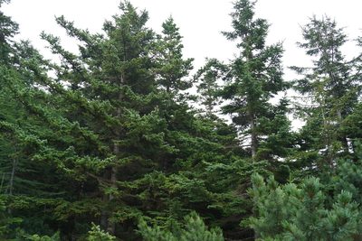 Abies sachalinensis, photographed by Andrew Bazdyrev