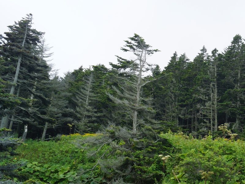 Abies sachalinensis, photographed by Andrew Bazdyrev