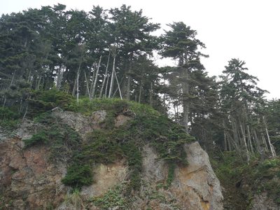 Abies sachalinensis, photographed by Andrew Bazdyrev