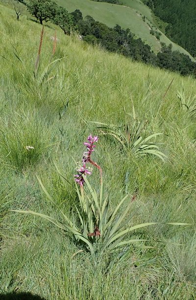 Watsonia lepida, photographed by Peter Warren