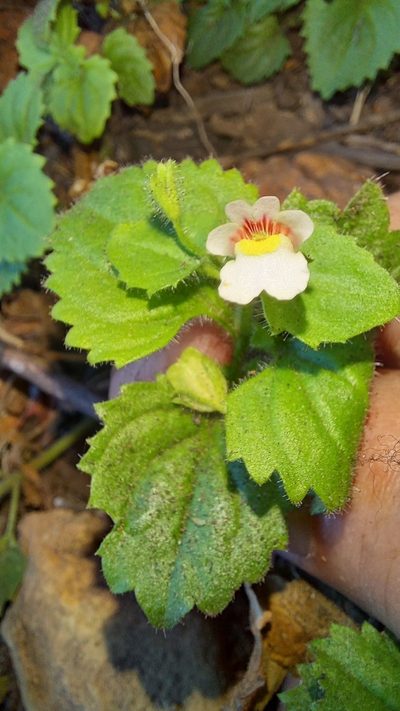 Nemesia deflexa, photographed by kevin koen