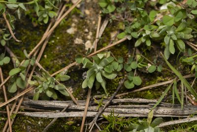 Filago pygmaea, photographed by Eleftherios Katsillis