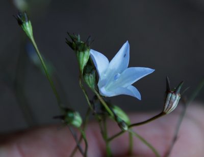 Wahlenbergia obovata, photographed by Tony Rebelo