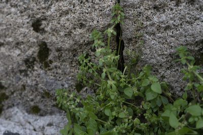 Valantia muralis, photographed by Eleftherios Katsillis