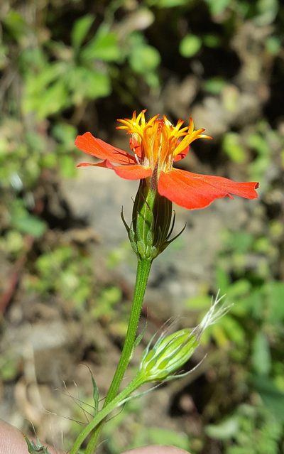 Adenophyllum glandulosum, photographed by Eugenio Padilla