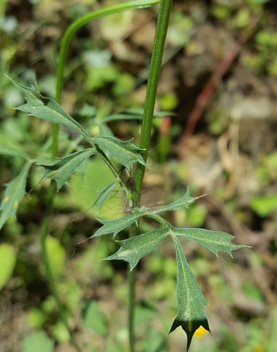 Adenophyllum glandulosum, photographed by Eugenio Padilla