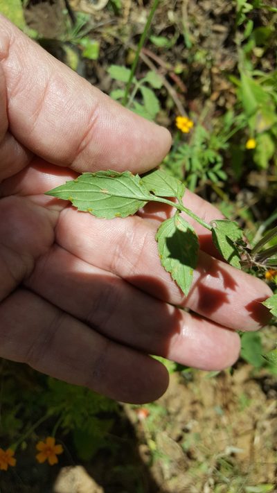 Adenophyllum glandulosum, photographed by Eugenio Padilla