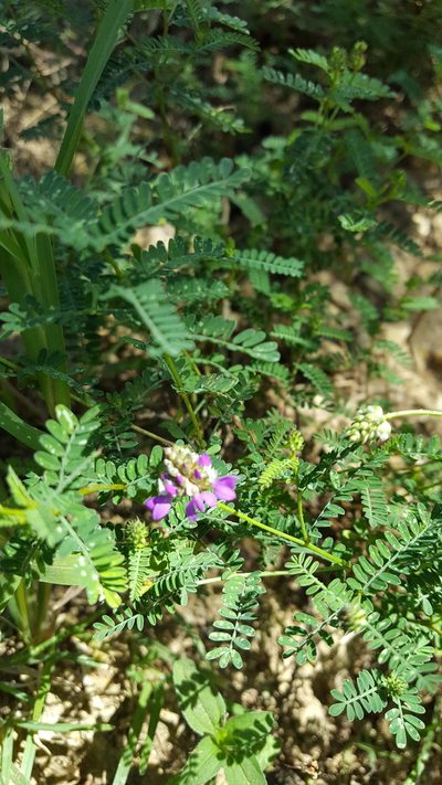Dalea foliolosa, photographed by Eugenio Padilla