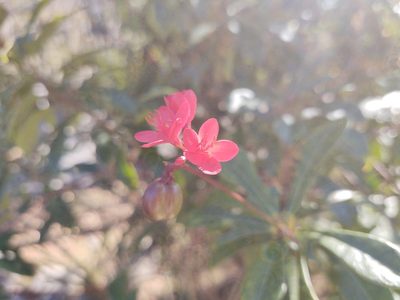 Jatropha integerrima, photographed by Lauren Gillett