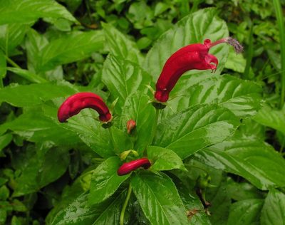 Centropogon cornutus, photographed by Todd Boland