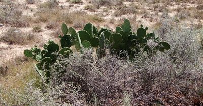 Opuntia megapotamica, photographed by Tony Rebelo
