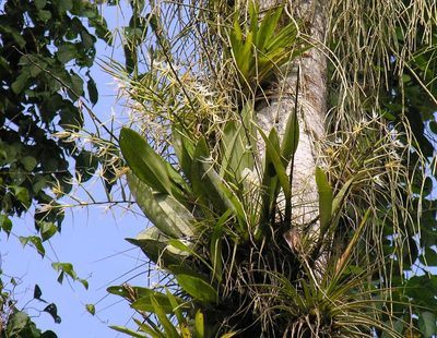 Epidendrum ciliare, photographed by Todd Boland