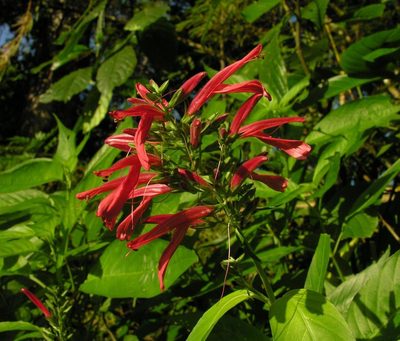 Dianthera secunda, photographed by Todd Boland
