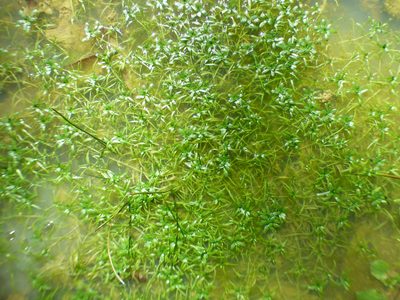 Callitriche heterophylla, photographed by kcthetc1