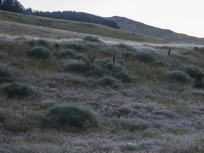 Aciphylla glaucescens, photographed by Cara-Lisa Schloots