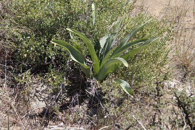 Urginavia altissima, photographed by Tony Rebelo