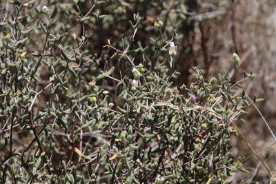 Drosanthemum lique, photographed by Tony Rebelo