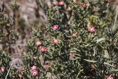 Delosperma testaceum, photographed by Tony Rebelo