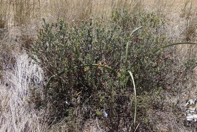 Delosperma testaceum, photographed by Tony Rebelo