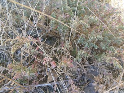 Extriplex californica, photographed by Alix Kosmala