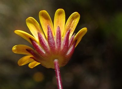 Euryops bolusii, photographed by Nicola van Berkel
