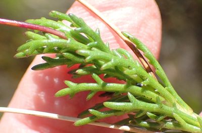 Euryops bolusii, photographed by Nicola van Berkel
