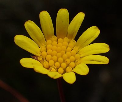Euryops bolusii, photographed by Nicola van Berkel