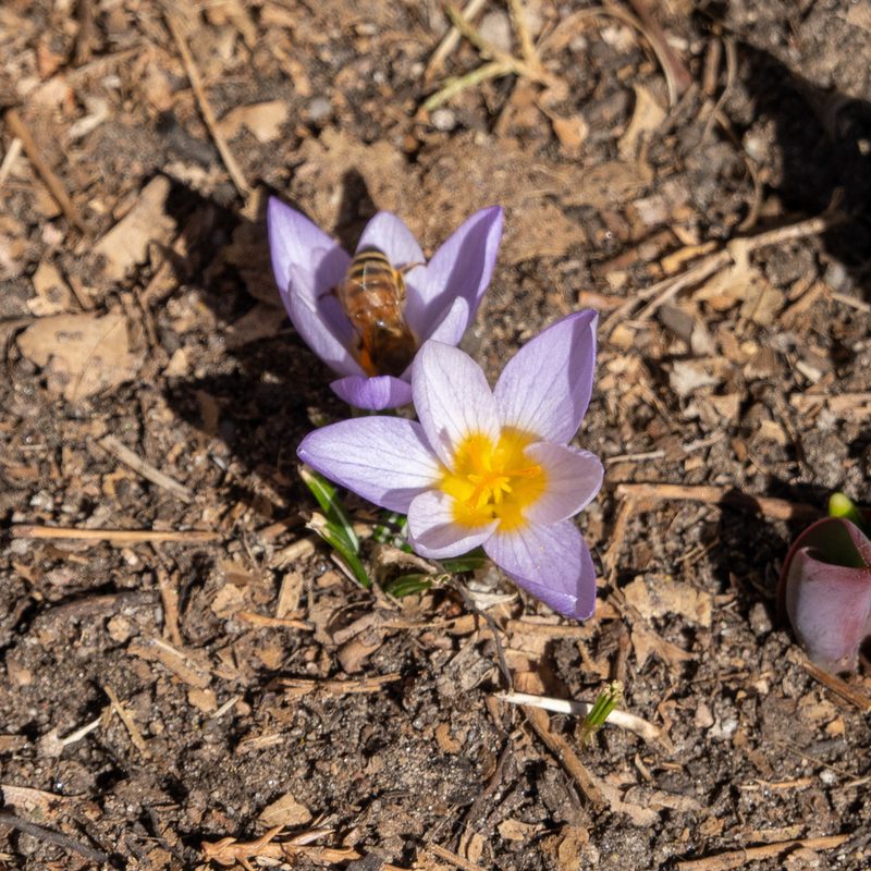 Crocus atticus, photographed by Bob Walker