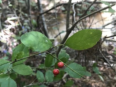 Ilex longipes, photographed by Laura Clark