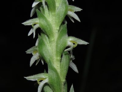 Brachystele unilateralis, photographed by Nicolás Lavandero