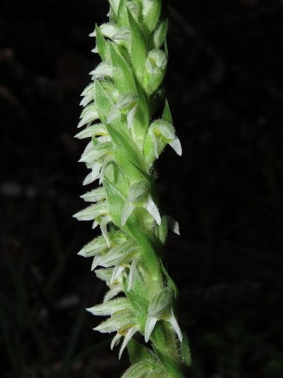 Brachystele unilateralis, photographed by Nicolás Lavandero