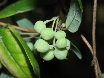 Boquila trifoliolata, photographed by Nicolás Lavandero