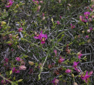 Krameria ramosissima, photographed by Todd Boland